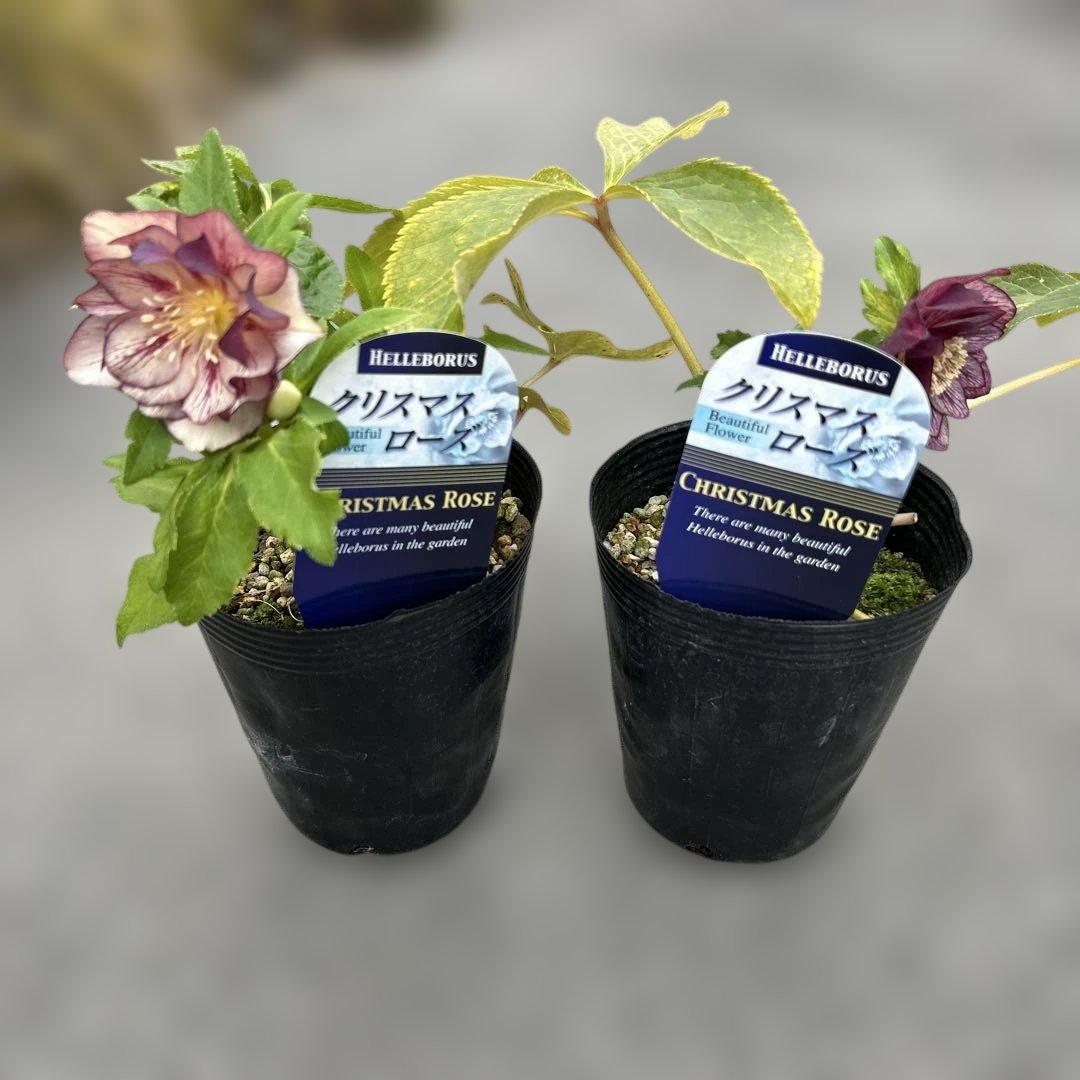 希少‼︎ クリスマスローズ　オーレア系　ゴールド　2株価格