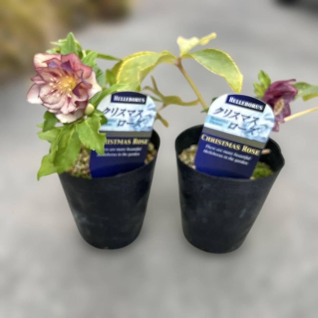 希少‼︎ クリスマスローズ　オーレア系　ゴールド　2株価格