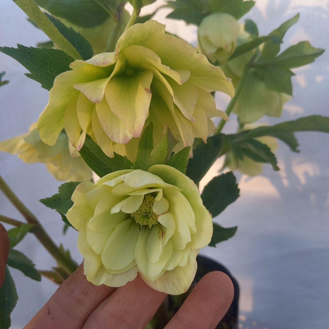 専用(同胞)　ボリュームまんてん！イエロークリスマスローズ、大苗、開花株