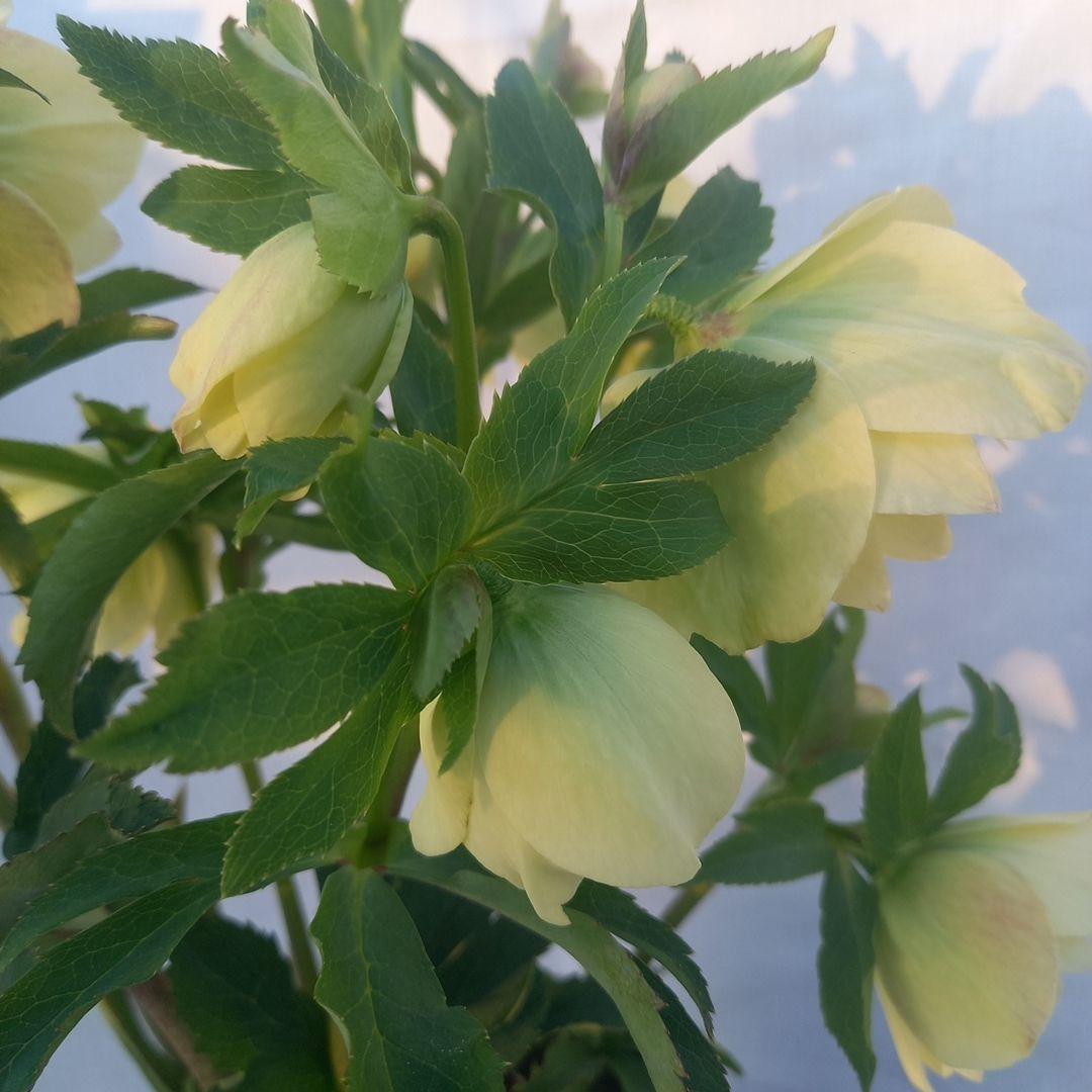 専用(同胞)　ボリュームまんてん！イエロークリスマスローズ、大苗、開花株