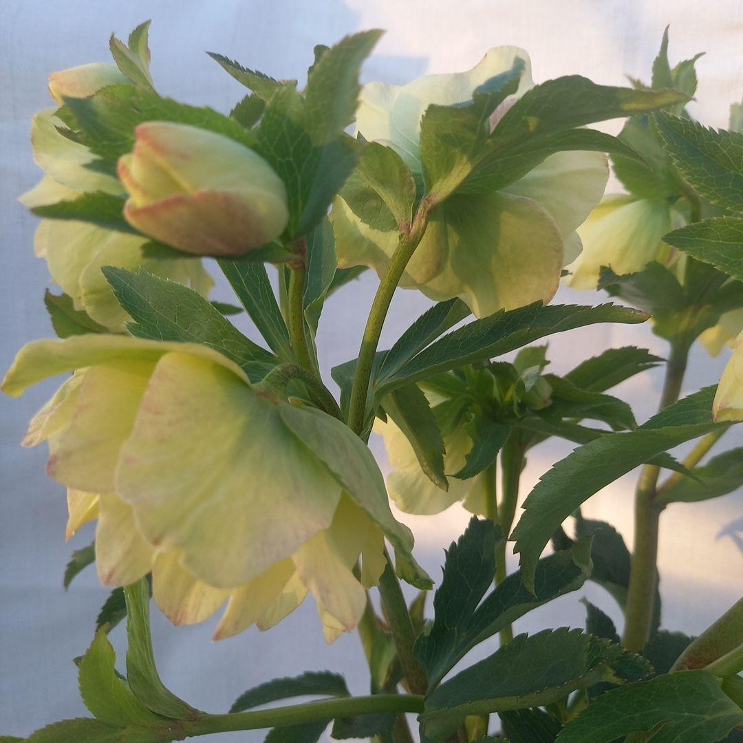 専用(同胞)　ボリュームまんてん！イエロークリスマスローズ、大苗、開花株