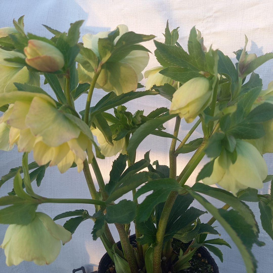 専用(同胞)　ボリュームまんてん！イエロークリスマスローズ、大苗、開花株