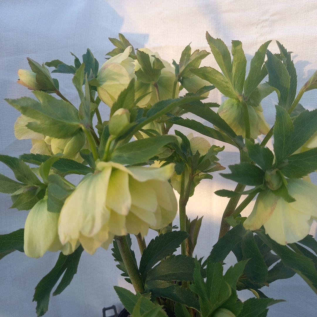 専用(同胞)　ボリュームまんてん！イエロークリスマスローズ、大苗、開花株