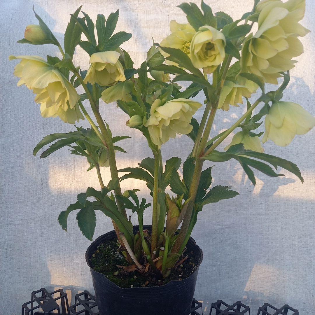 専用(同胞)　ボリュームまんてん！イエロークリスマスローズ、大苗、開花株