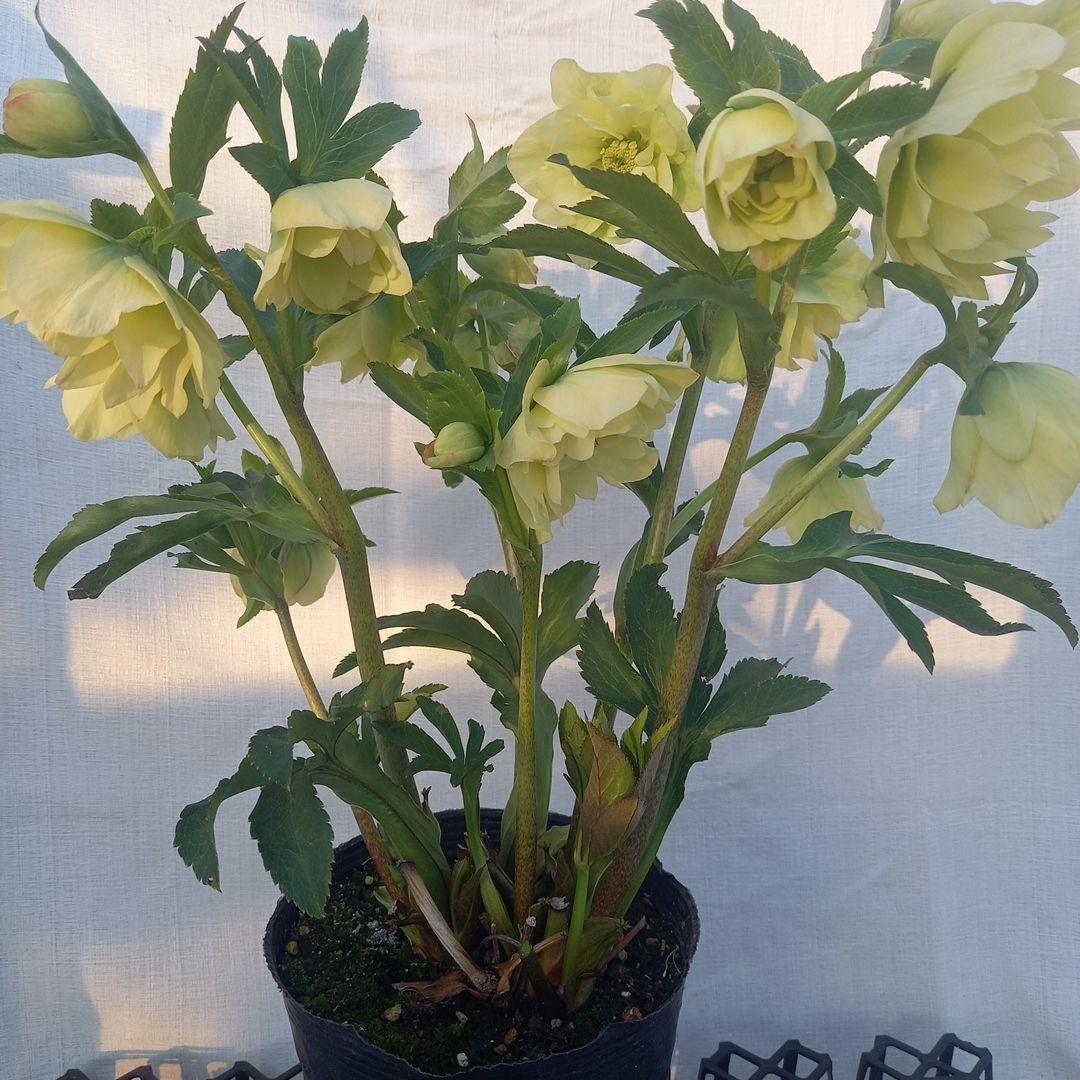 専用(同胞)　ボリュームまんてん！イエロークリスマスローズ、大苗、開花株