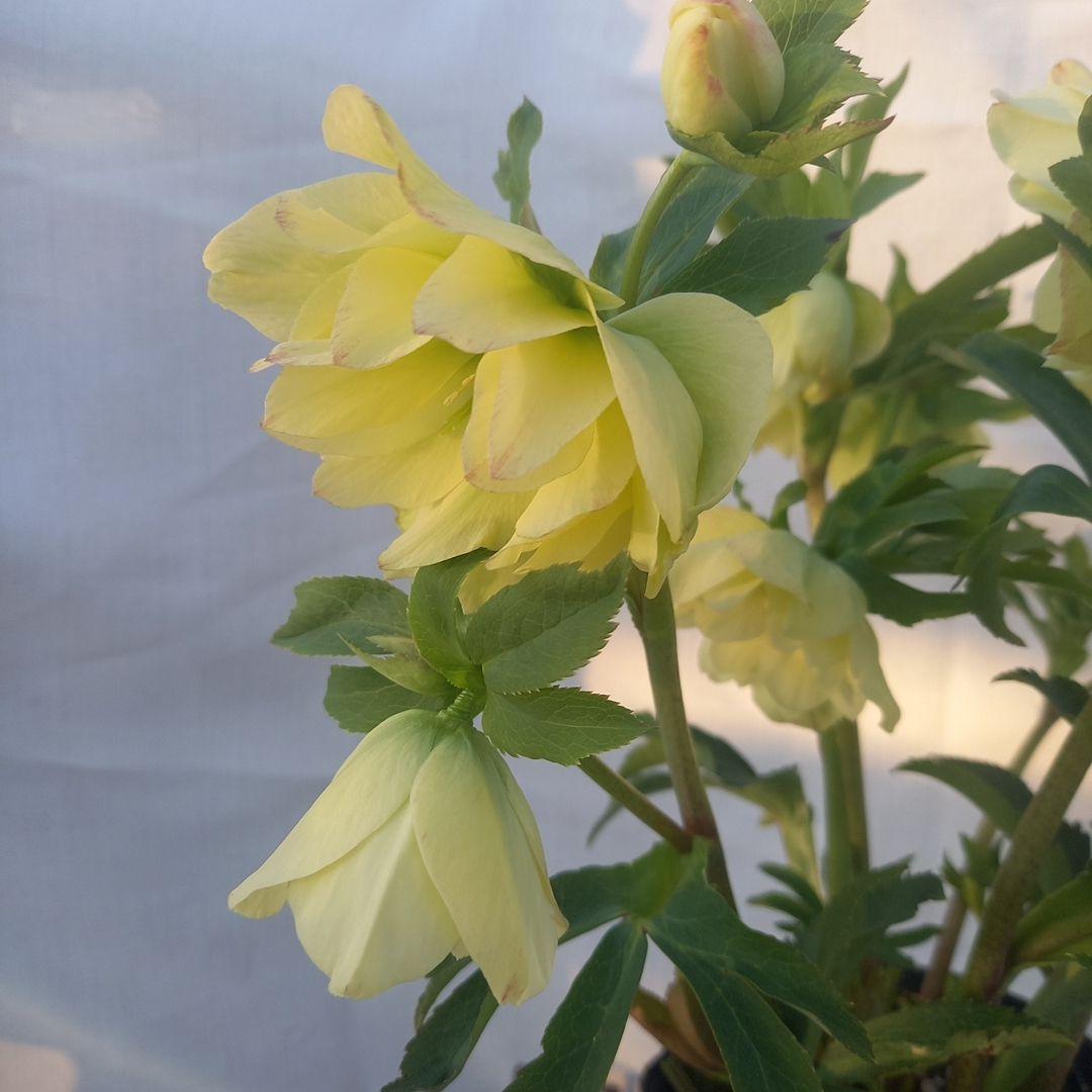 専用(同胞)　ボリュームまんてん！イエロークリスマスローズ、大苗、開花株