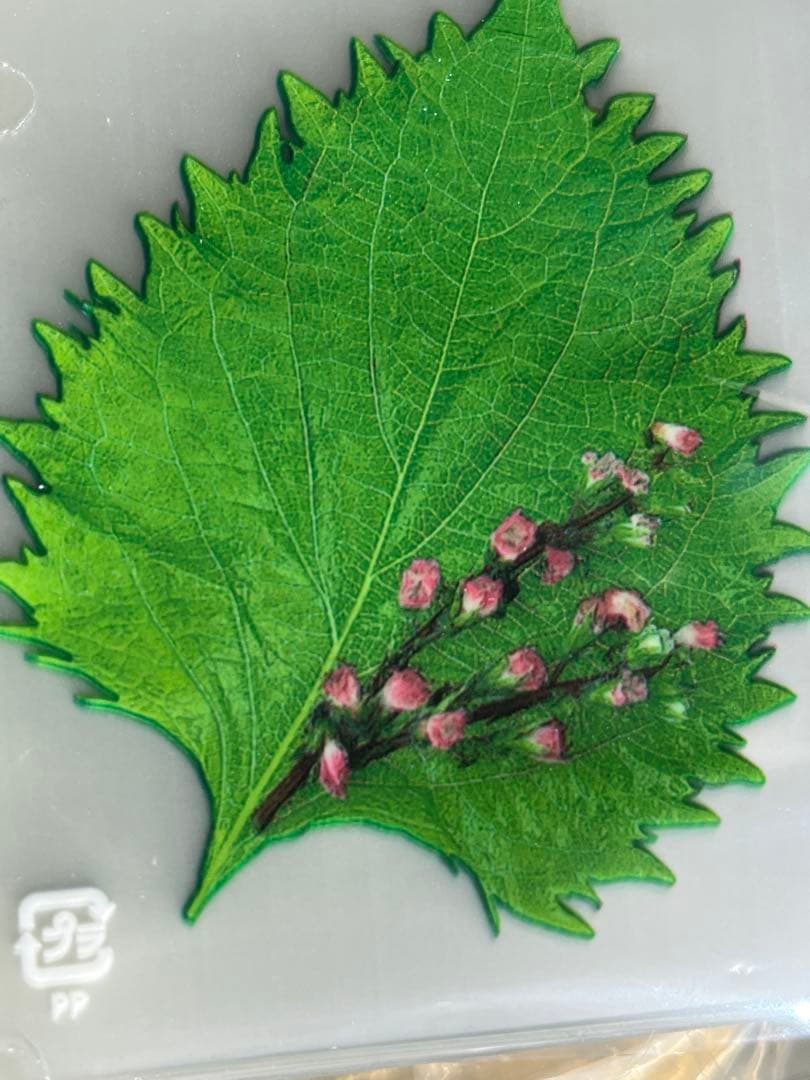 バラン 大葉（500枚入） 小　プロ用　新品 イカ釣り　板前　寿司　仕出