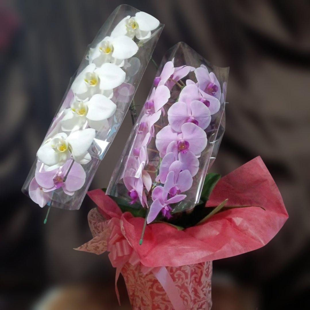 胡蝶蘭　生花　紅白