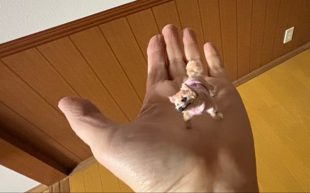 モールアート「 ん？」のお顔の柴犬ちゃん