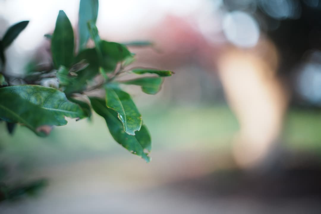 【お得】動作◎ Canon FD 50mm F1.4 S.S.C 250