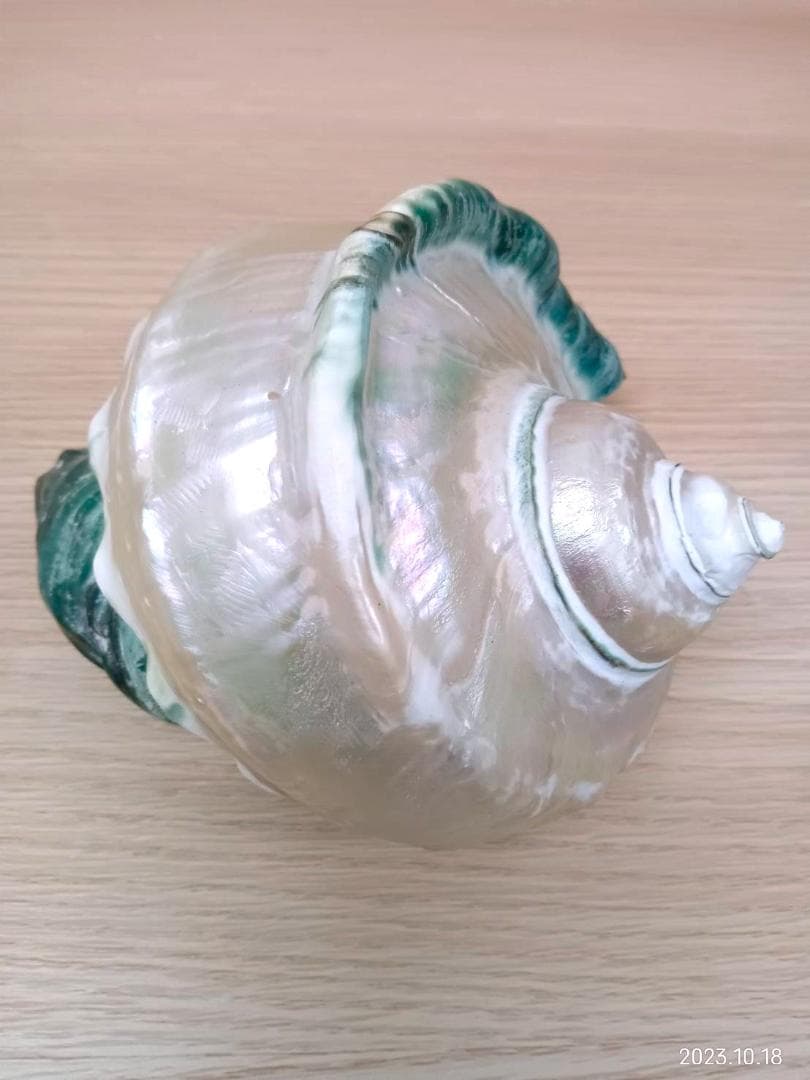 夜光貝（沖縄県石垣島産）　貝磨き　インテリア雑貨　オブジェ