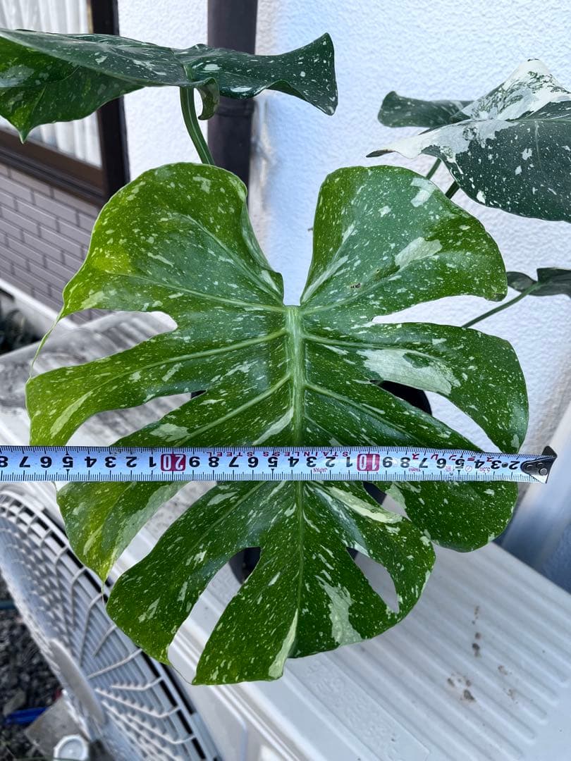 【植え替え済み良型】モンステラ　タイコンステレーション