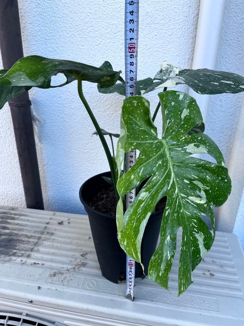 【植え替え済み良型】モンステラ　タイコンステレーション