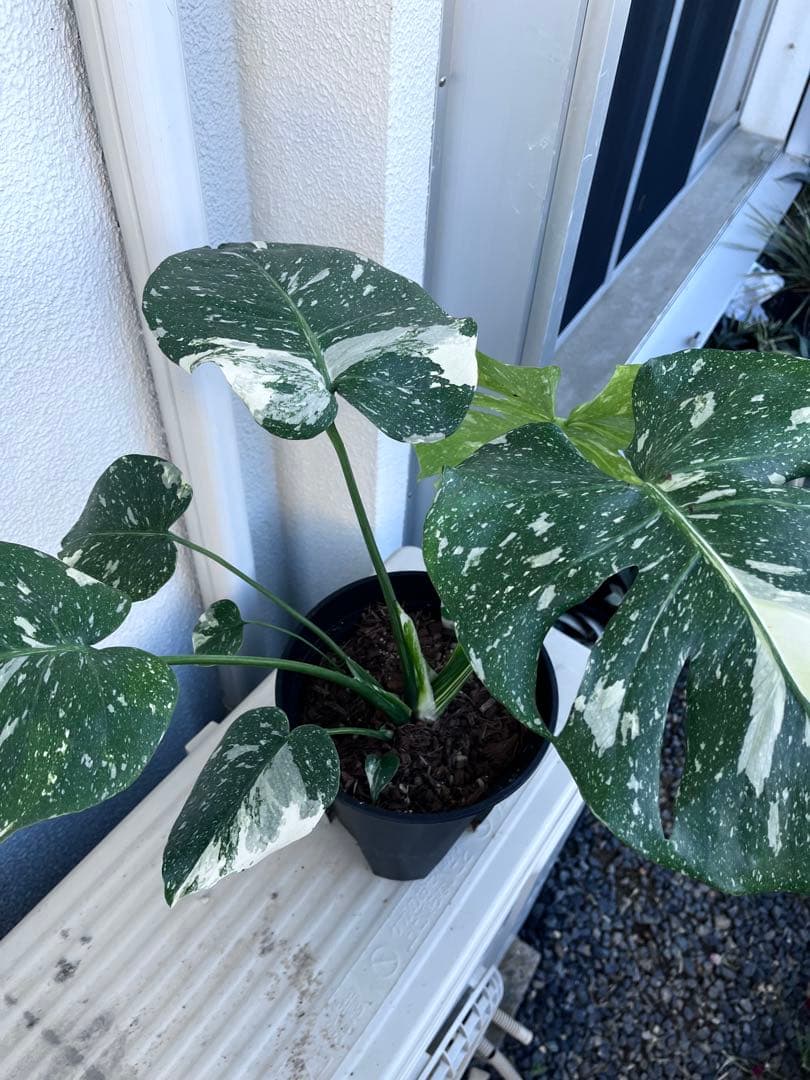【植え替え済み良型】モンステラ　タイコンステレーション