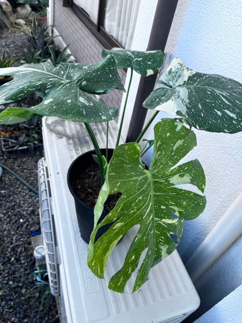 【植え替え済み良型】モンステラ　タイコンステレーション
