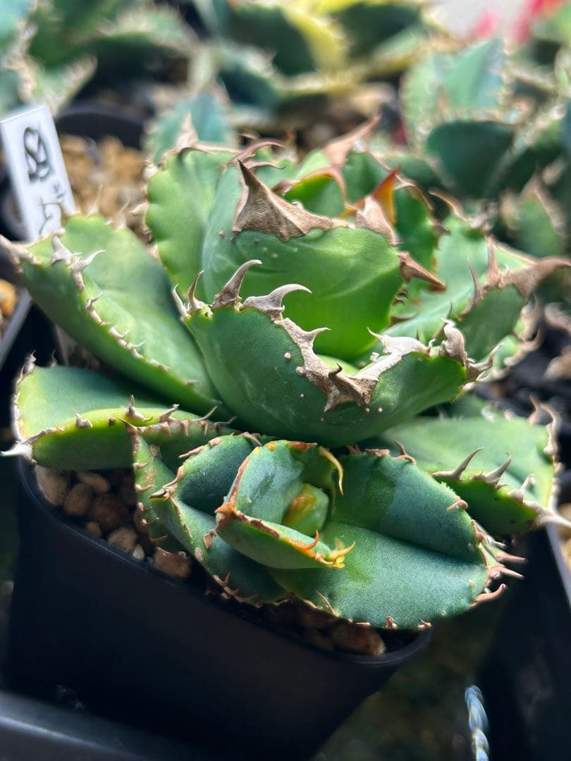 チタノタ「蚩尤」裏棘 子株２個付