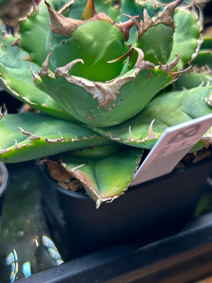 チタノタ「蚩尤」裏棘 子株２個付