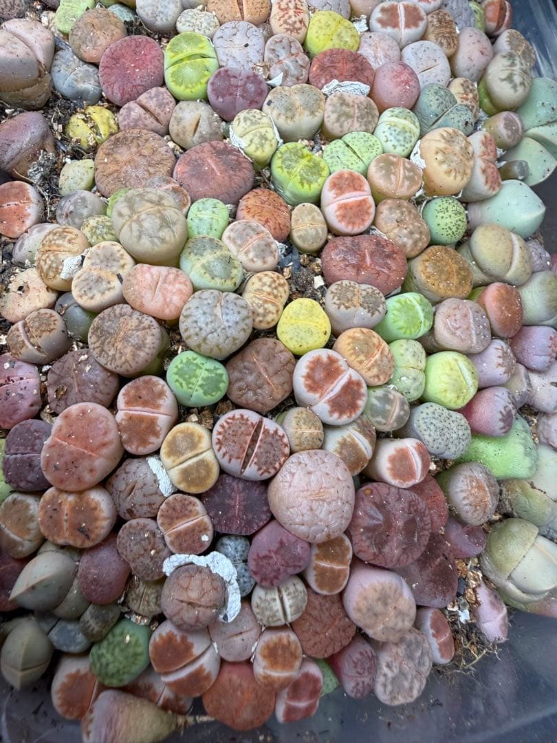 ④多肉植物　リトープス　カラフルセット苗　箱販売　多彩多数　お得　謹賀新年200