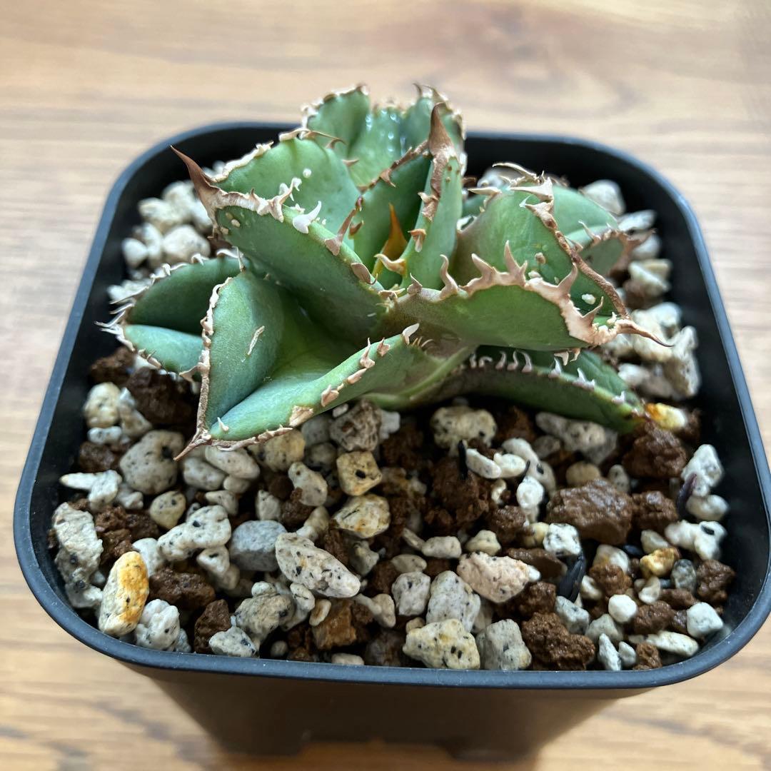 速達【鉢ごと発送】ぶつぶつ　アガべ　チタノタ　鰐亀　ワニガメ　TC