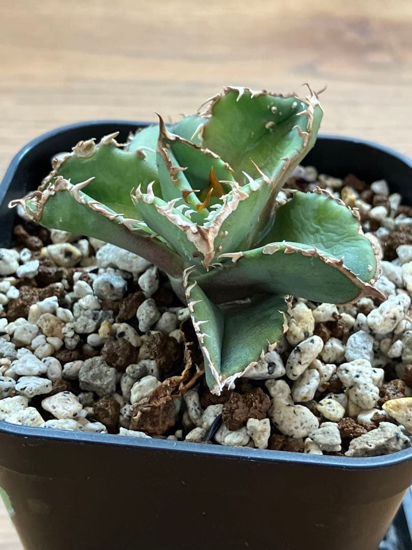 速達【鉢ごと発送】ぶつぶつ　アガべ　チタノタ　鰐亀　ワニガメ　TC