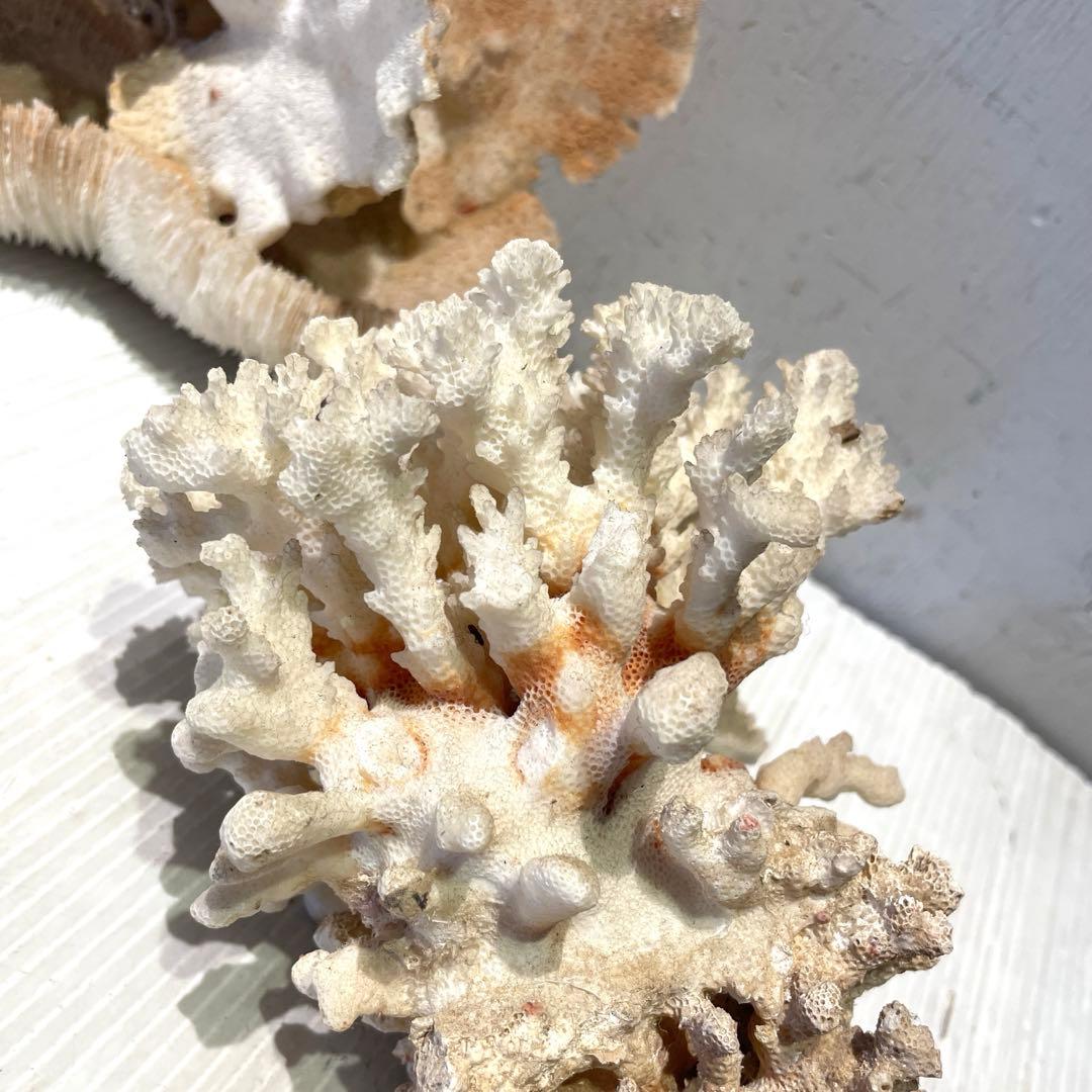珊瑚 サンゴ 白珊瑚 標本 水槽 レイアウト インテリア オブジェ 天然 置物