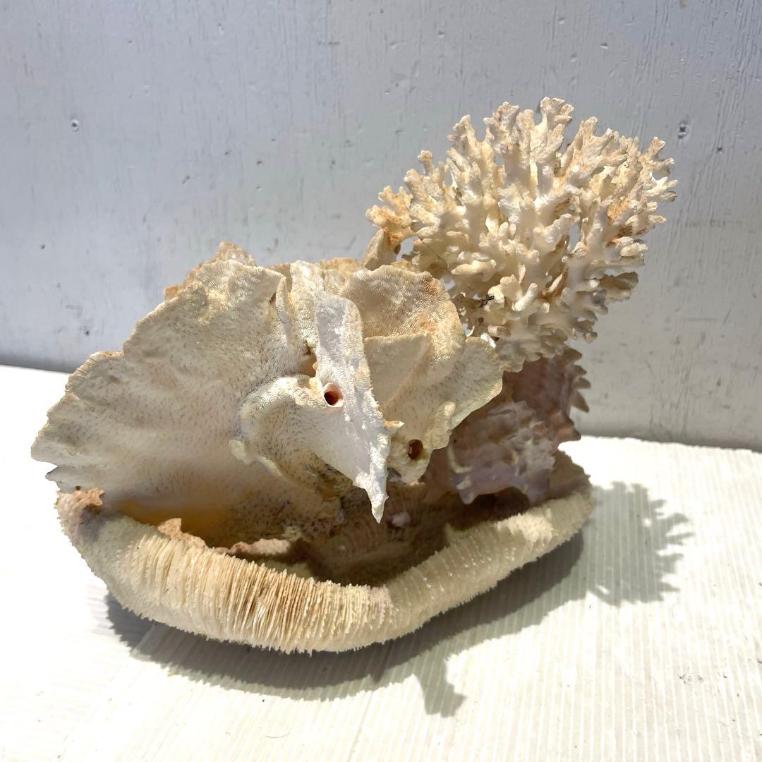 珊瑚 サンゴ 白珊瑚 標本 水槽 レイアウト インテリア オブジェ 天然 置物