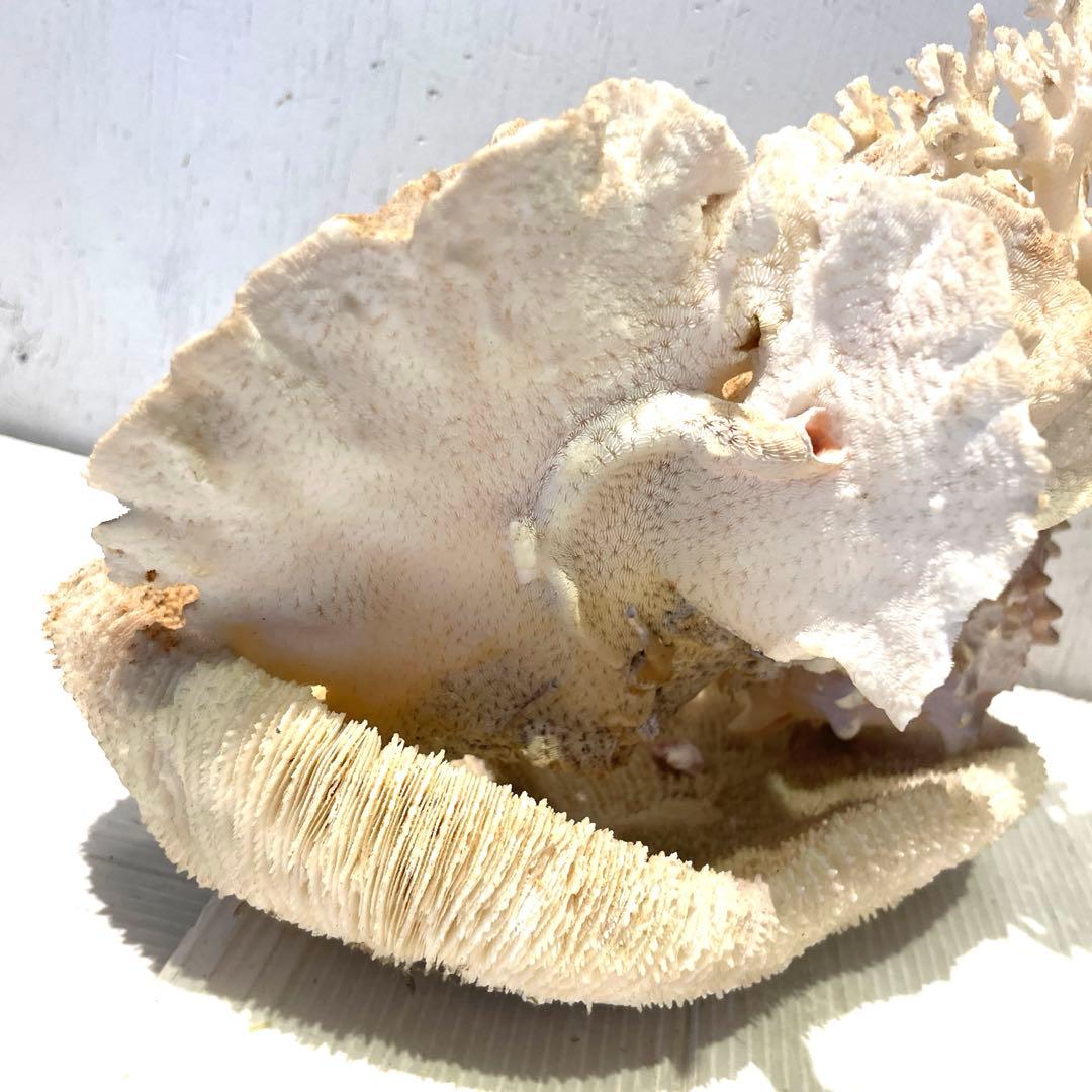 珊瑚 サンゴ 白珊瑚 標本 水槽 レイアウト インテリア オブジェ 天然 置物