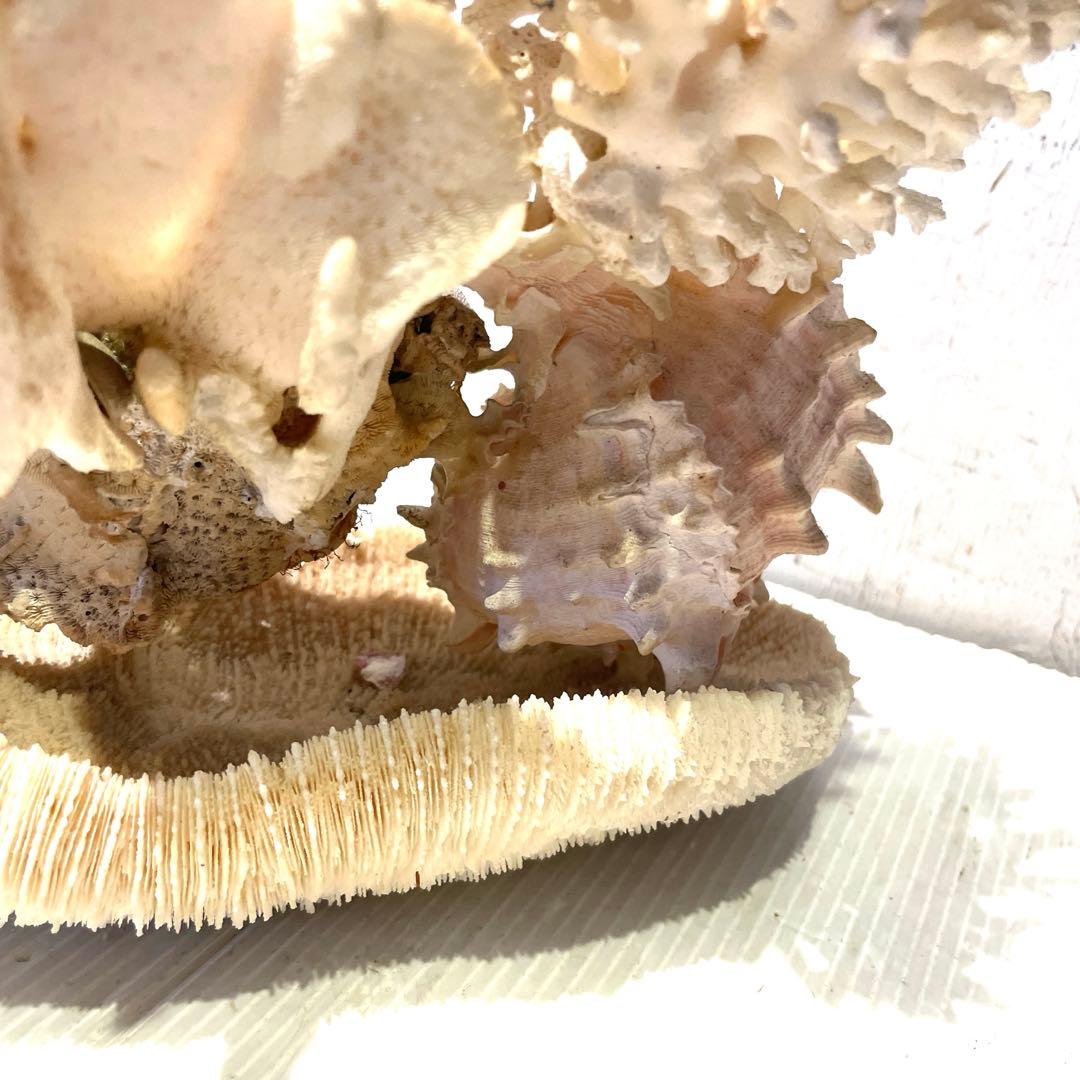 珊瑚 サンゴ 白珊瑚 標本 水槽 レイアウト インテリア オブジェ 天然 置物