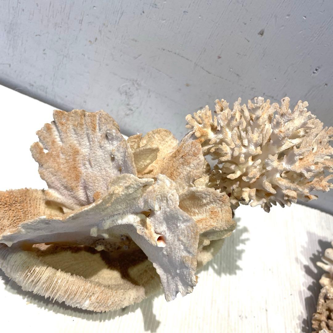 珊瑚 サンゴ 白珊瑚 標本 水槽 レイアウト インテリア オブジェ 天然 置物