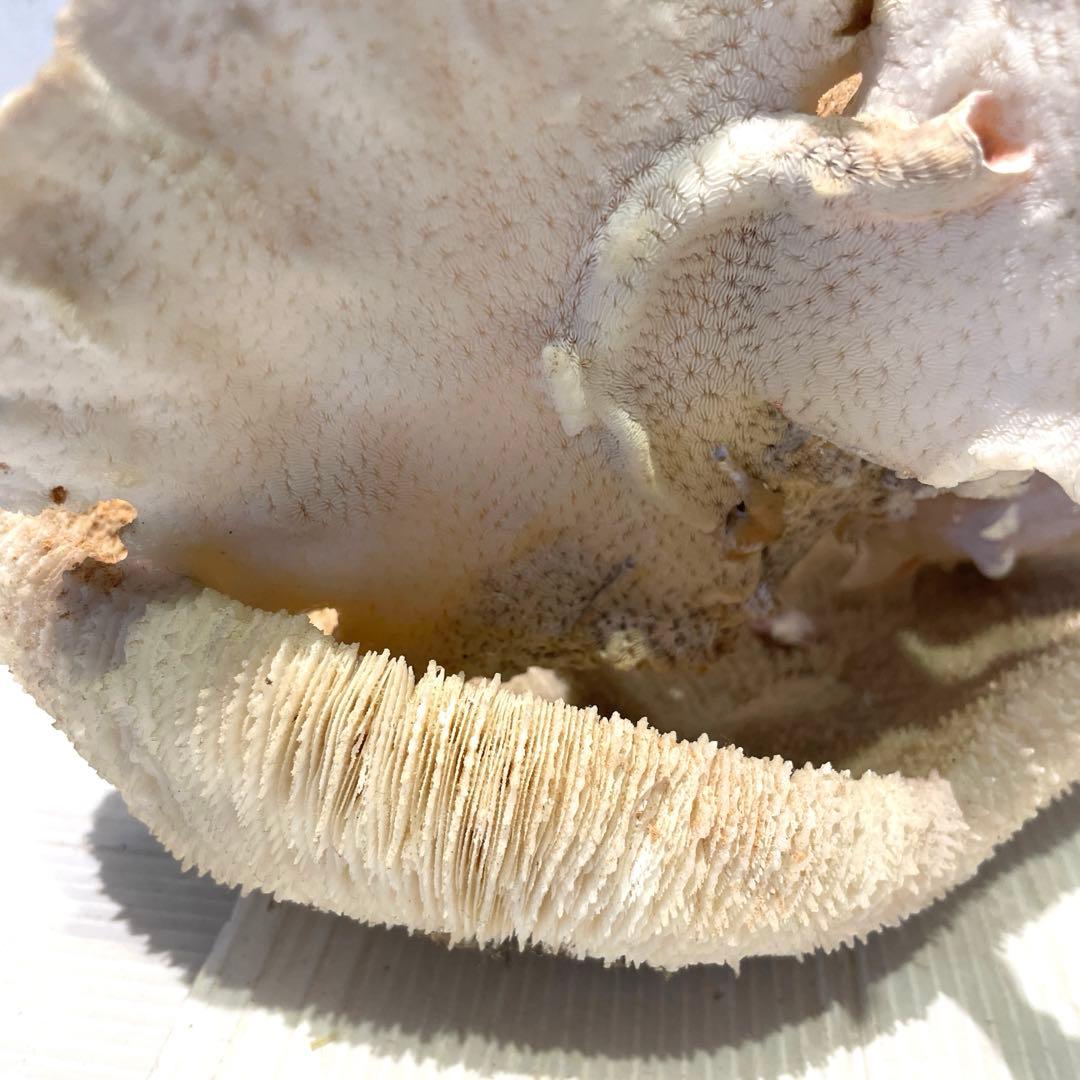 珊瑚 サンゴ 白珊瑚 標本 水槽 レイアウト インテリア オブジェ 天然 置物