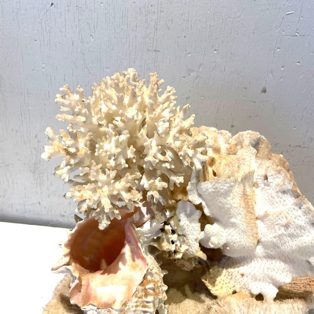 珊瑚 サンゴ 白珊瑚 標本 水槽 レイアウト インテリア オブジェ 天然 置物