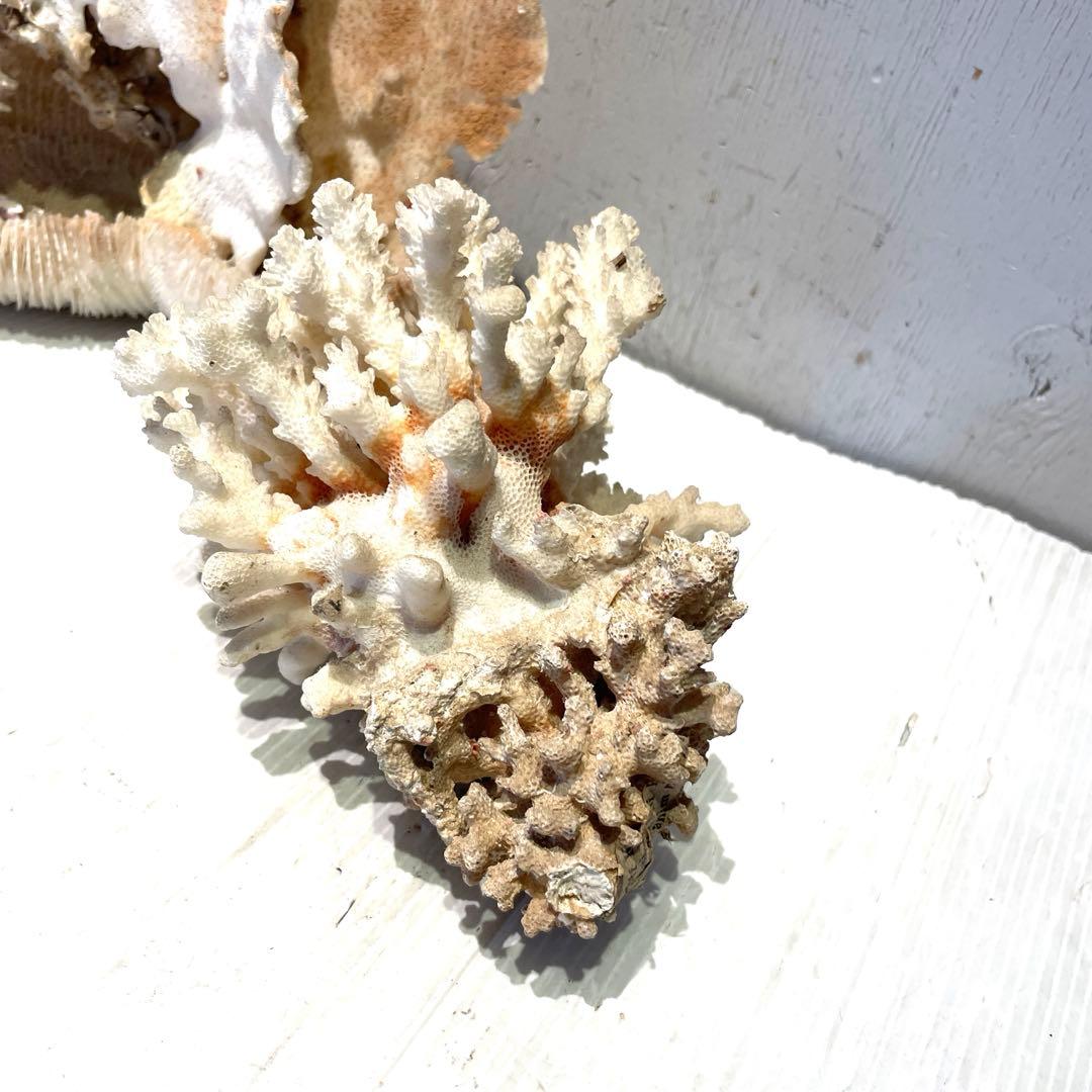 珊瑚 サンゴ 白珊瑚 標本 水槽 レイアウト インテリア オブジェ 天然 置物