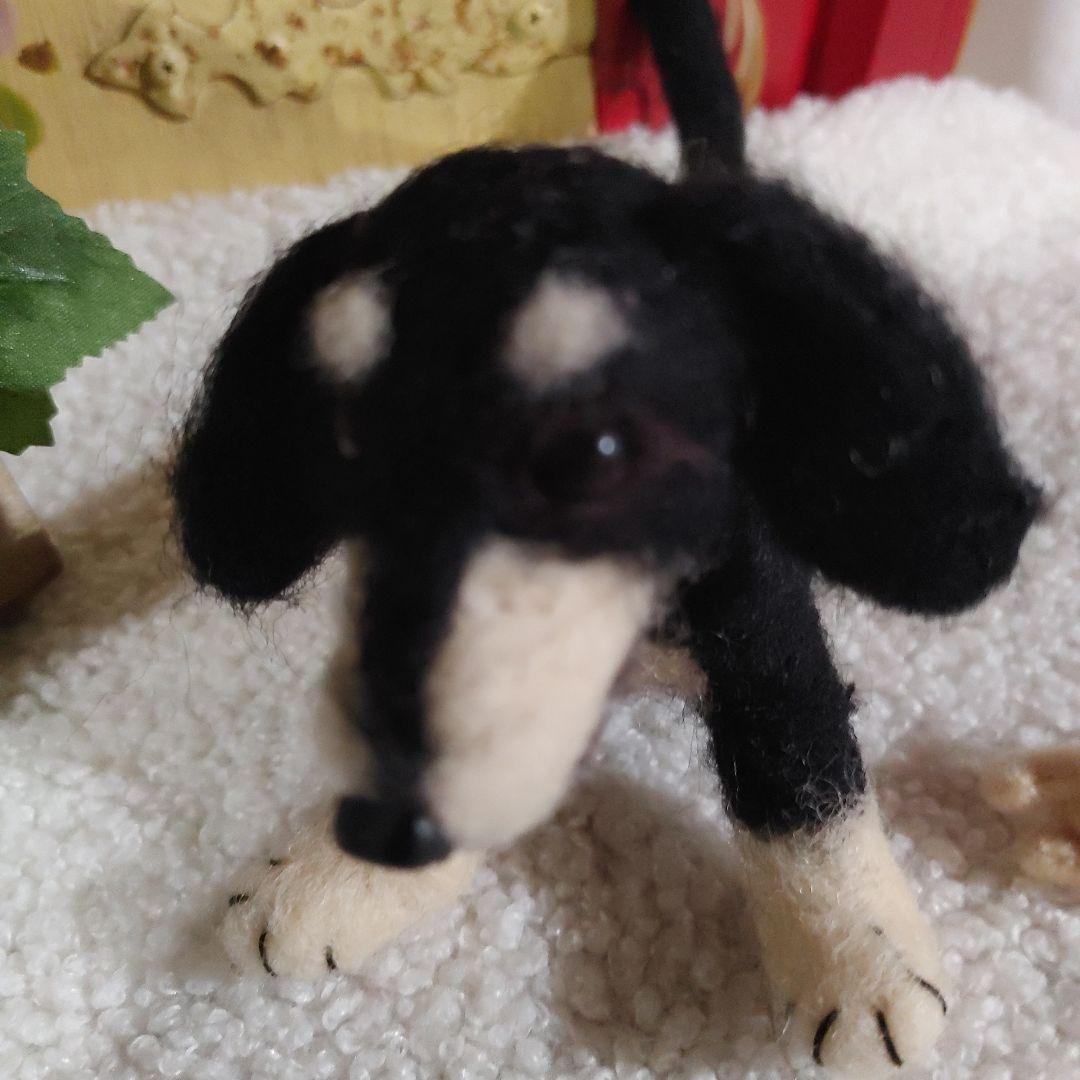 ７　ミニチュアダックス　　やんちゃなクリームタン♡遊ぼう！投げて！