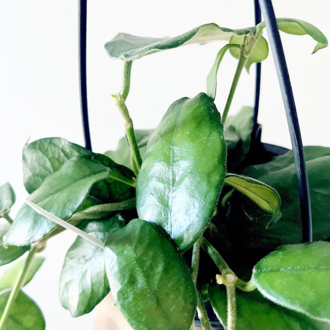 希少ホヤ ビローサ ハンギング 近藤園芸さん✨