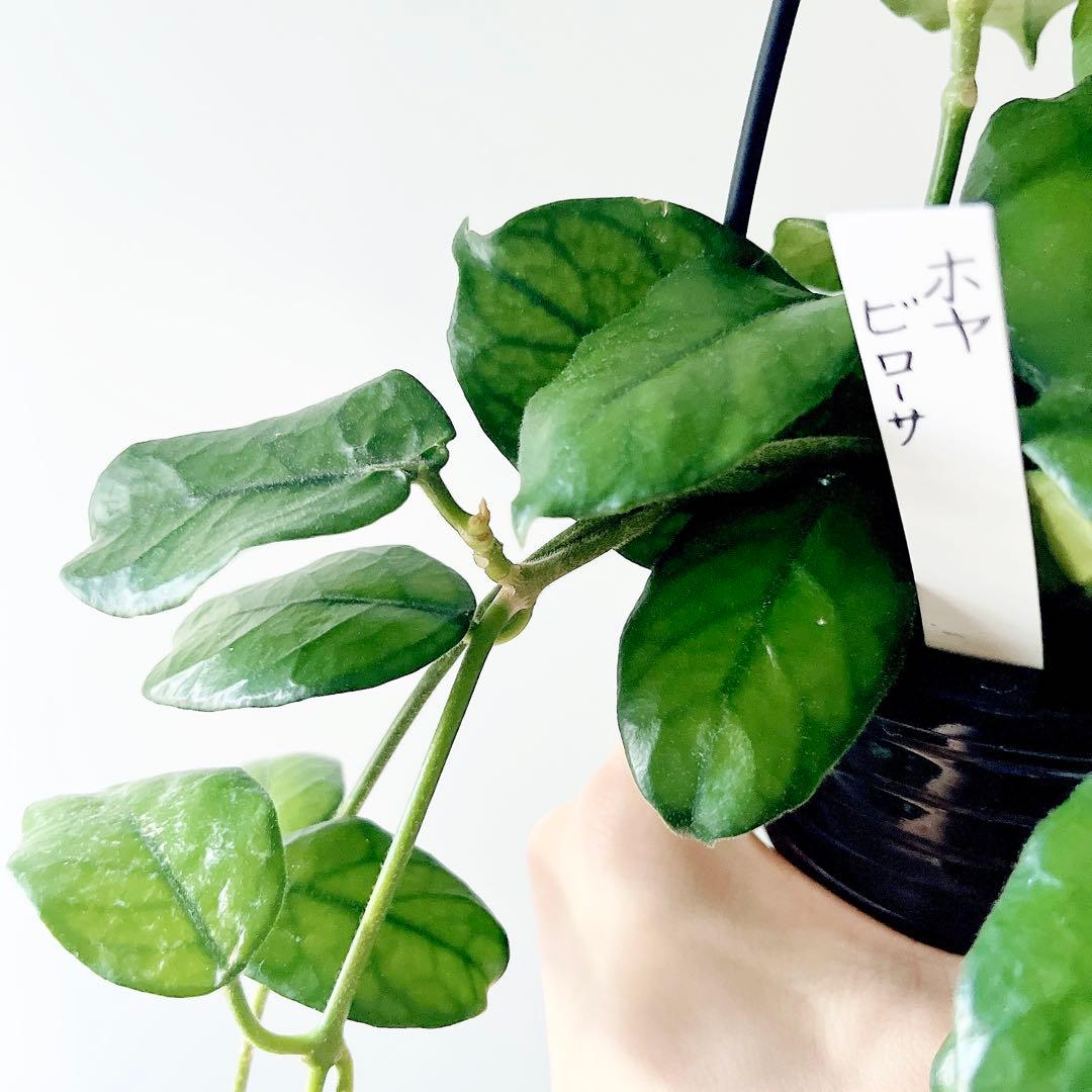 希少ホヤ ビローサ ハンギング 近藤園芸さん✨