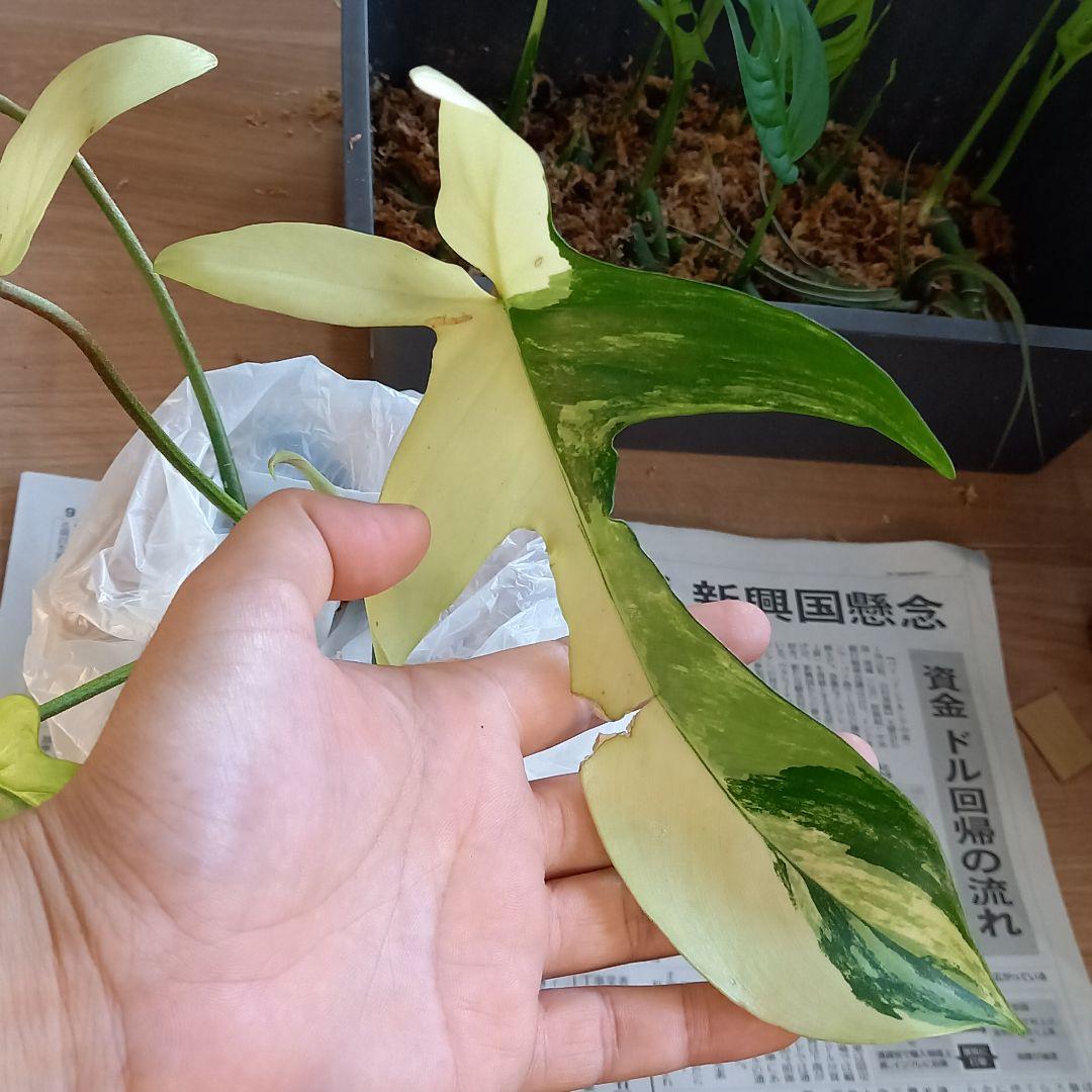 GORIE様確認用