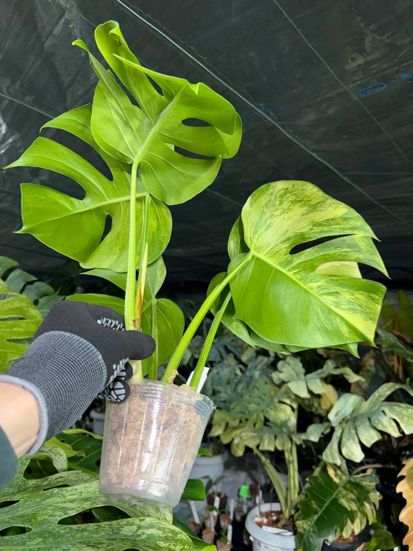 E4 モンステラ　ボルギシアナ　オーレア　黄斑　健康成長点カット苗