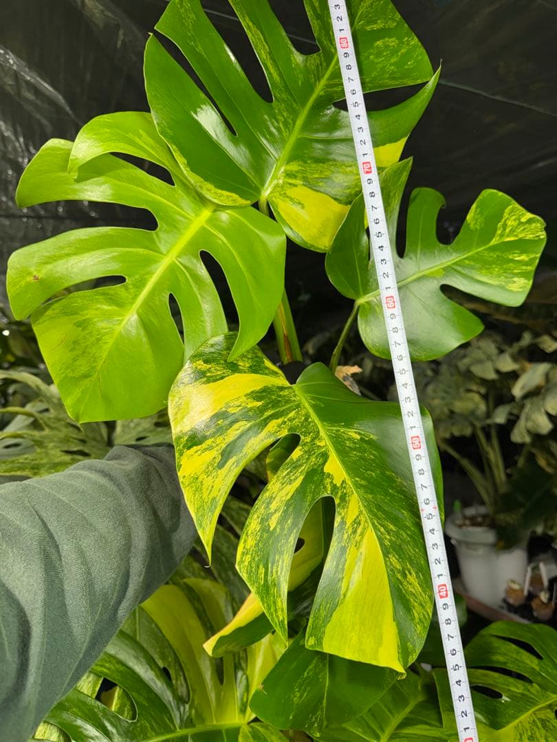 E4 モンステラ　ボルギシアナ　オーレア　黄斑　健康成長点カット苗