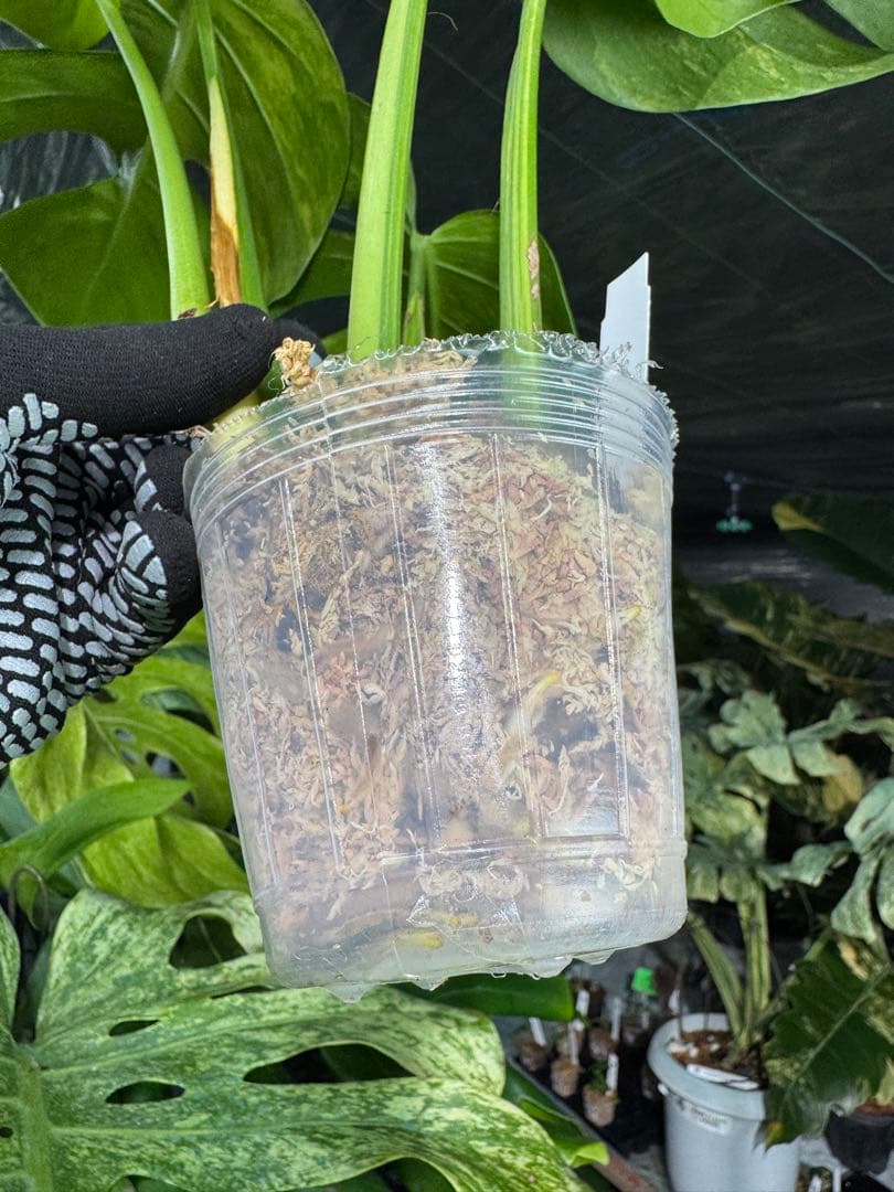 E4 モンステラ　ボルギシアナ　オーレア　黄斑　健康成長点カット苗