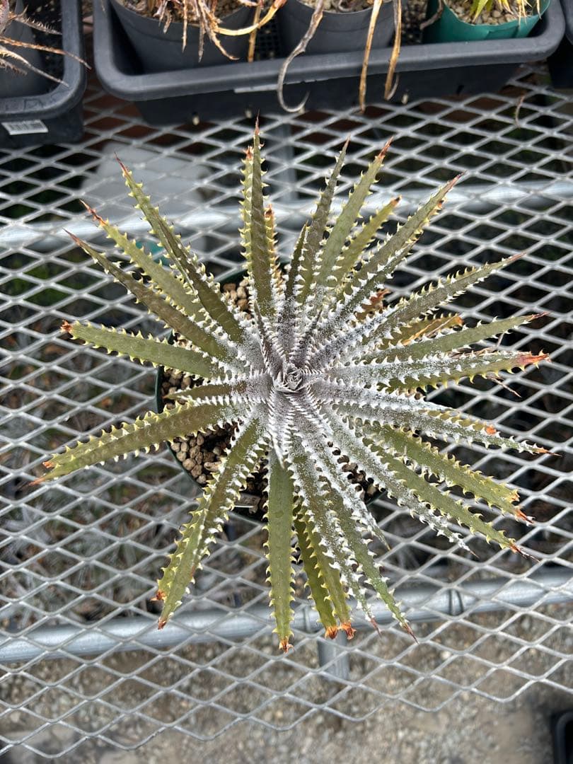 DBディッキア Dyckia Bill Baker hyb #205 ⑴