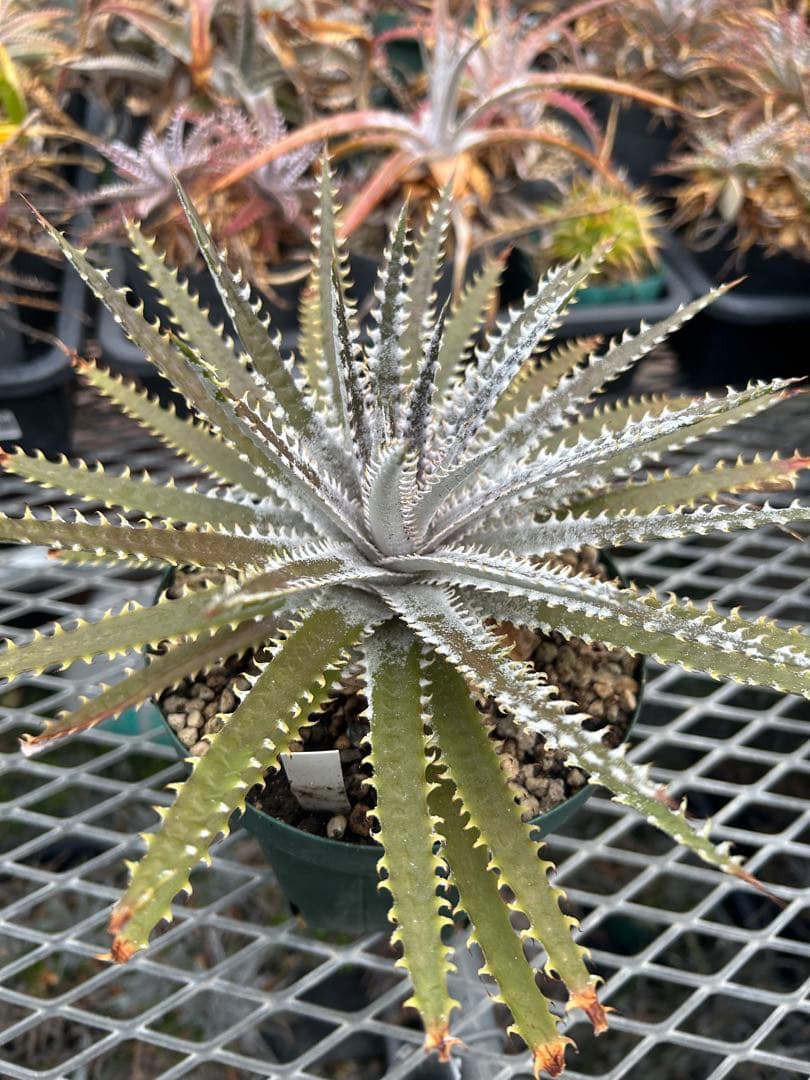 DBディッキア Dyckia Bill Baker hyb #205 ⑴