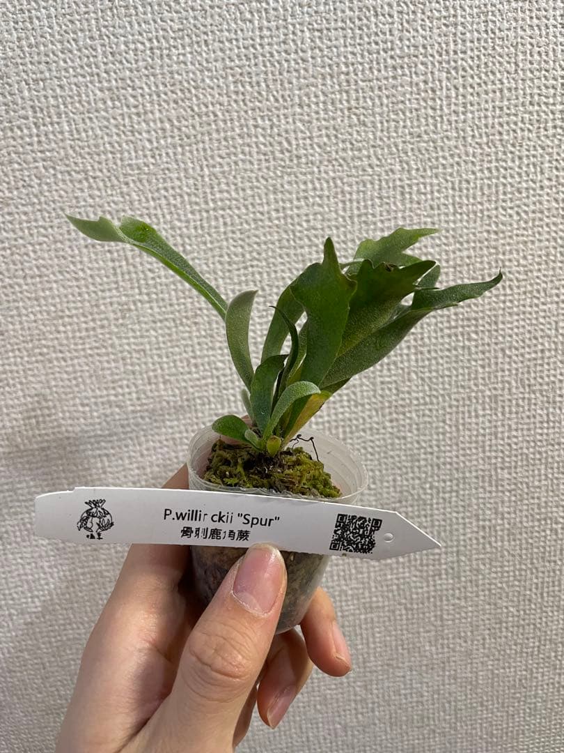 g*1様 P.willinckii spur シュプール　ビカクシダ