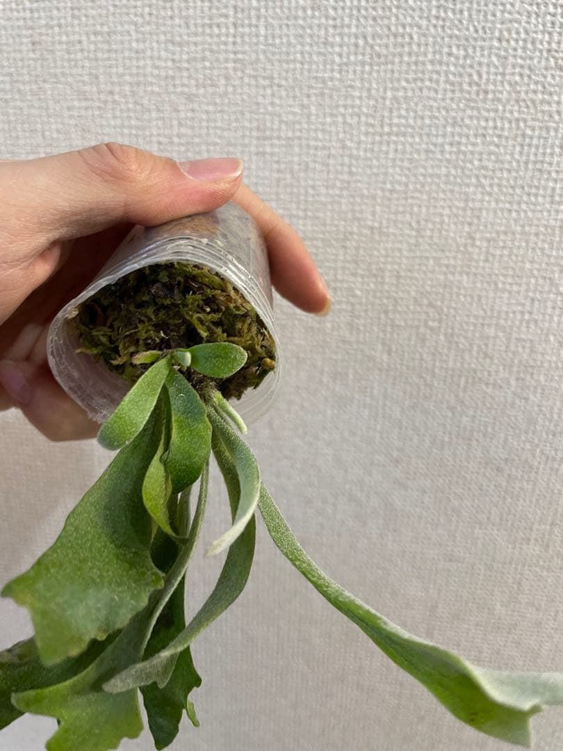 g*1様 P.willinckii spur シュプール　ビカクシダ