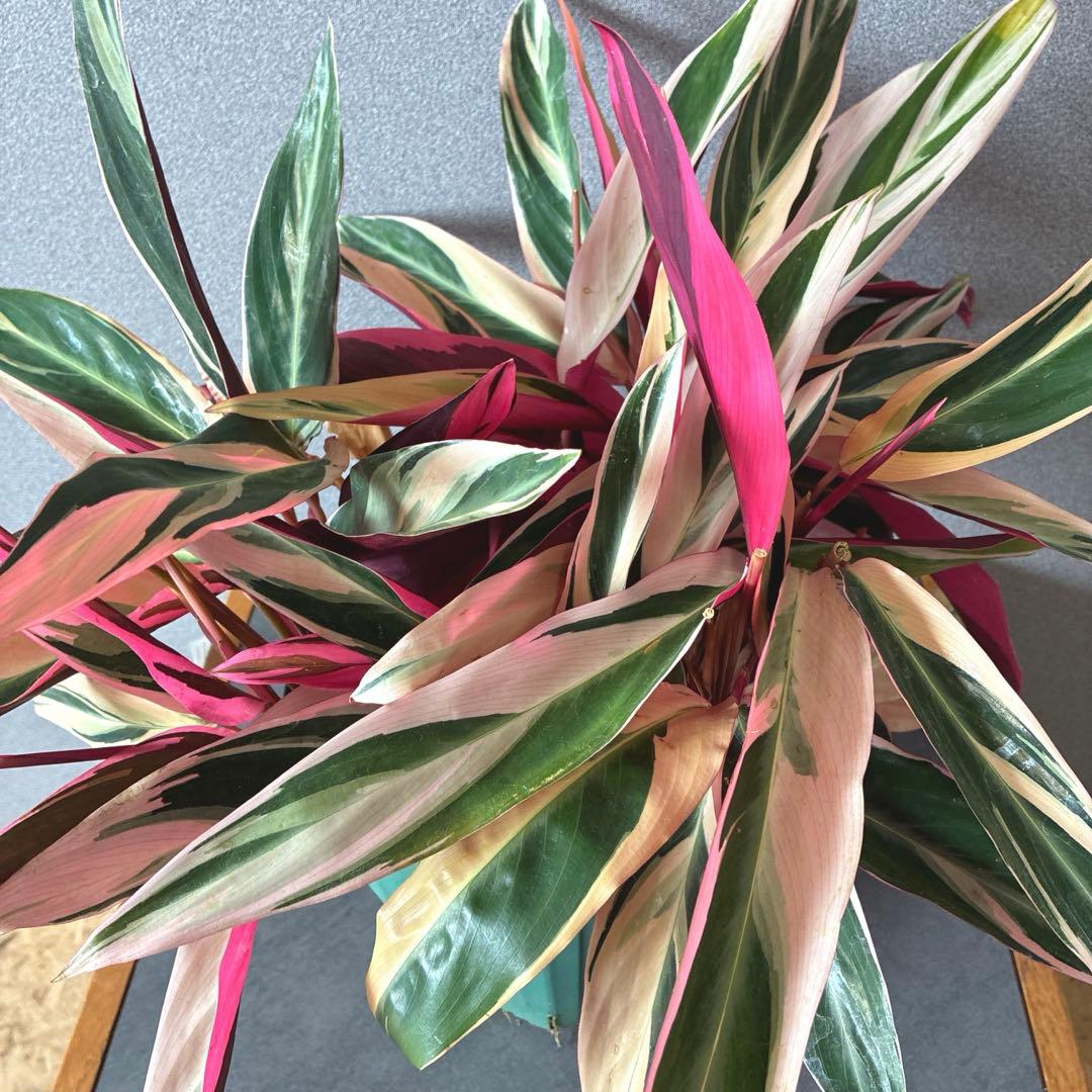 必見❗️ボリューム大❗️ストロマンテ　トリオスター✨