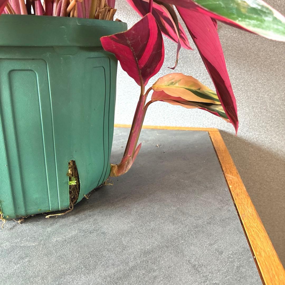 必見❗️ボリューム大❗️ストロマンテ　トリオスター✨