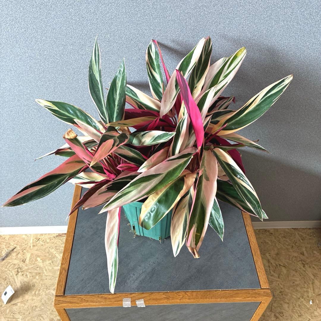 必見❗️ボリューム大❗️ストロマンテ　トリオスター✨