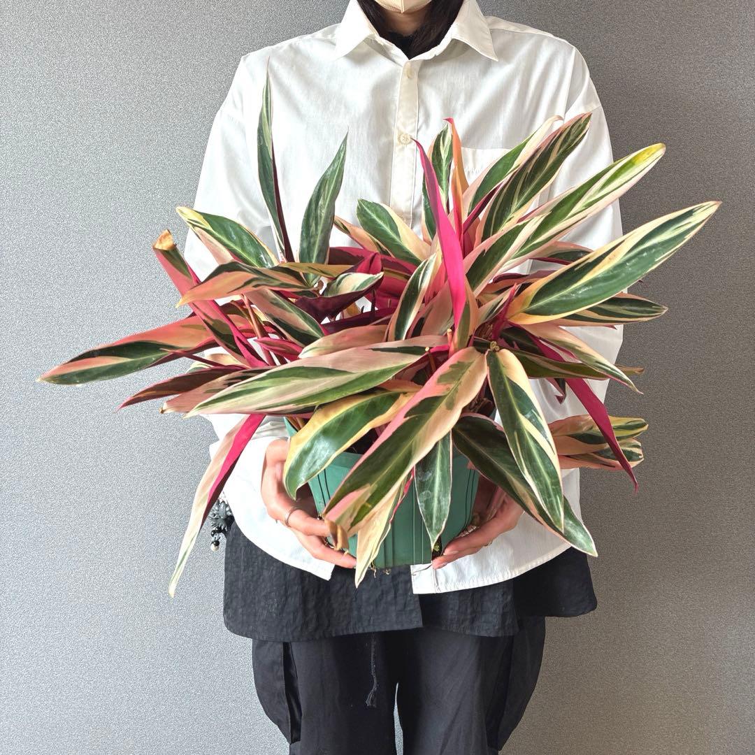 必見❗️ボリューム大❗️ストロマンテ　トリオスター✨