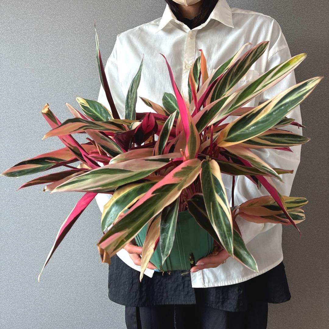 必見❗️ボリューム大❗️ストロマンテ　トリオスター✨