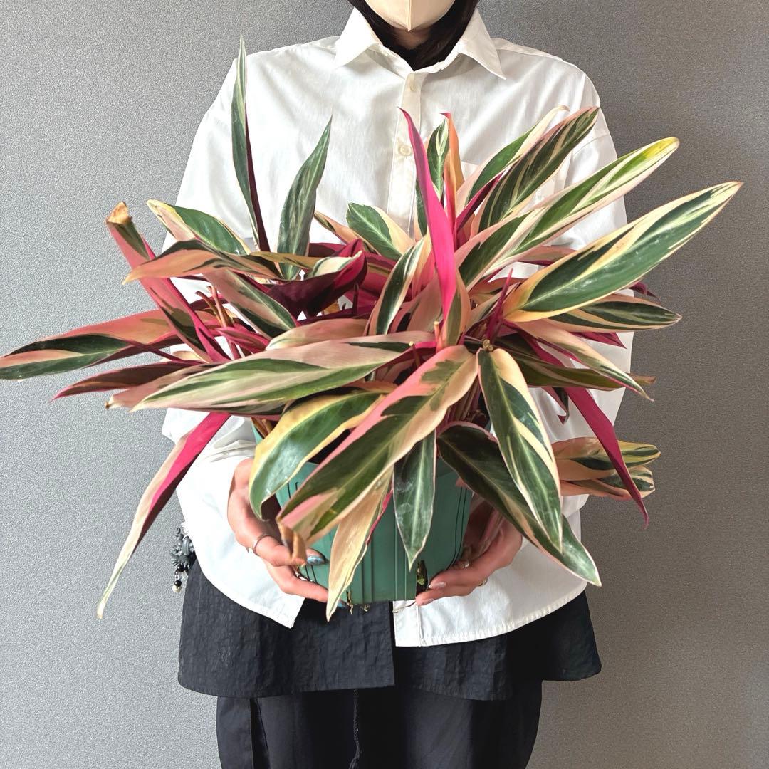 必見❗️ボリューム大❗️ストロマンテ　トリオスター✨