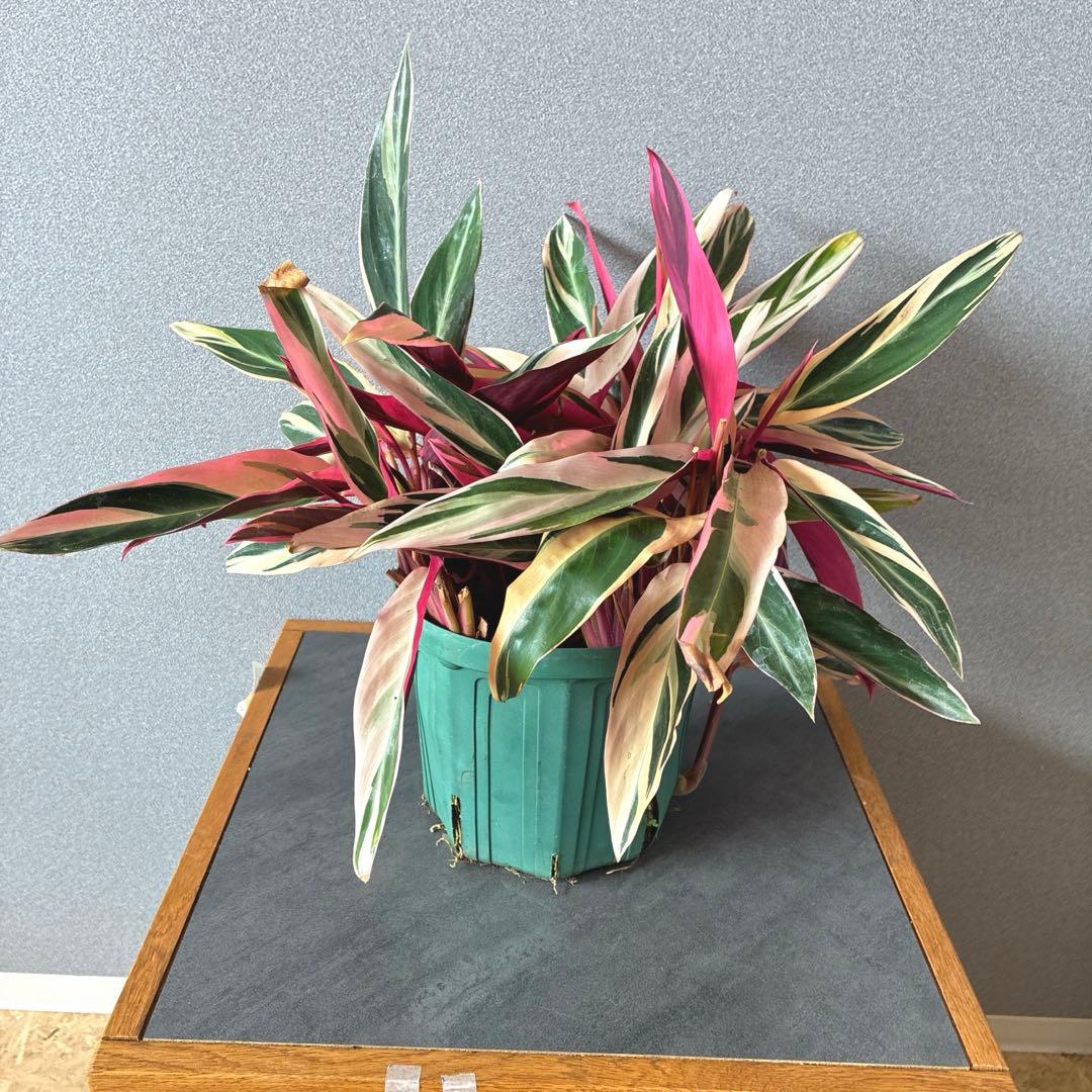 必見❗️ボリューム大❗️ストロマンテ　トリオスター✨